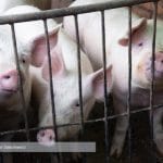 image fao victor sokolowicz