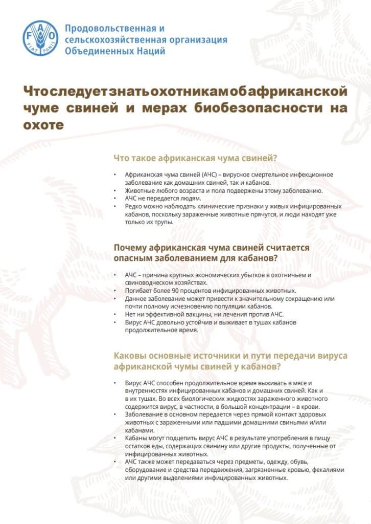 What hunters need to know about African swine fever and biosecurity measures during hunting russian