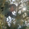 Pruning Olives Jordan 1 Credit EBRD