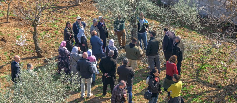 Pruning Olives Jordan 2 Credit EBRD