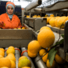 Morocco citrus Alessandra Benedetti 2.jpg
