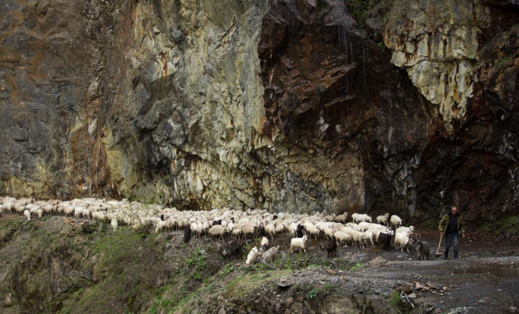 Nikoloz IMG 3217 1 1