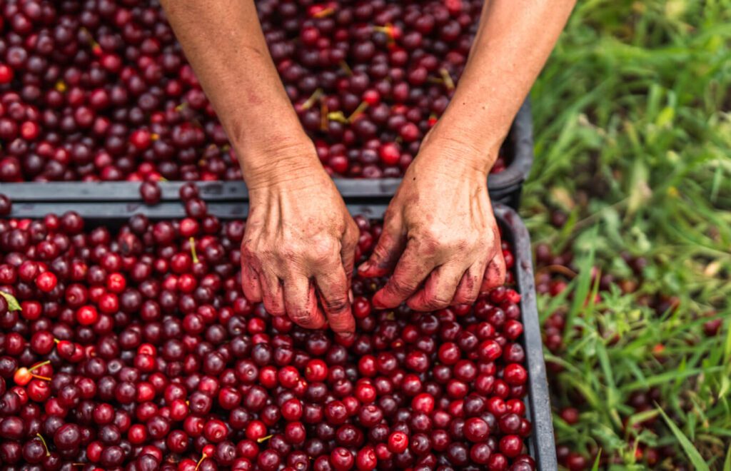 Serbia GIs sour cherries Uros Arsic 1 1