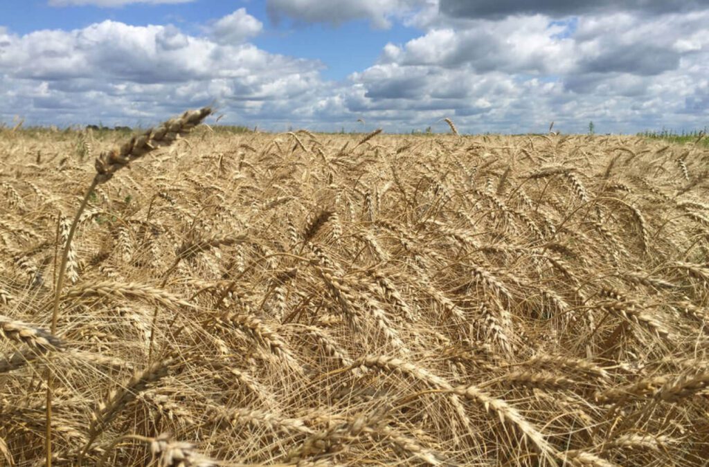 reviving ukraines breadbasket 1 1