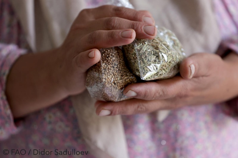 Home 9 Rose QA image Copyright