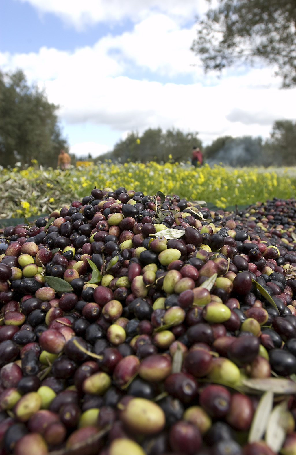 Home 9 ARTICOLO OLIO FOTO 4 FENDRI