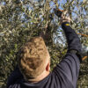 Olive Tree cultivating