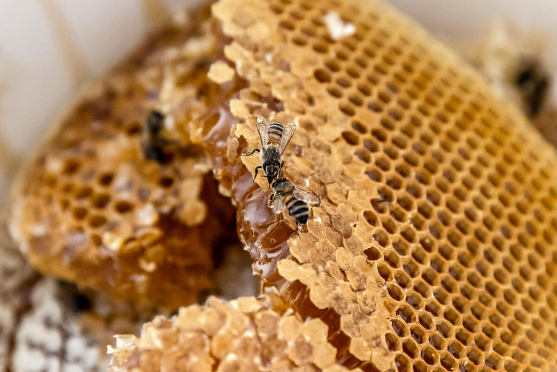 Bee Day 2026