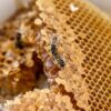 Honey photo for project materials