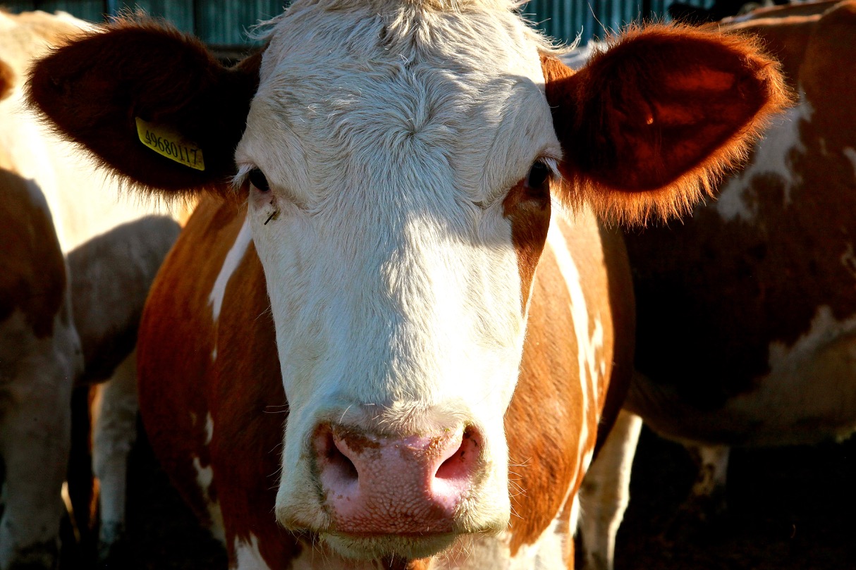 Cow image
