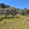 Olive grove Izmir Lisa Paglietti FAO