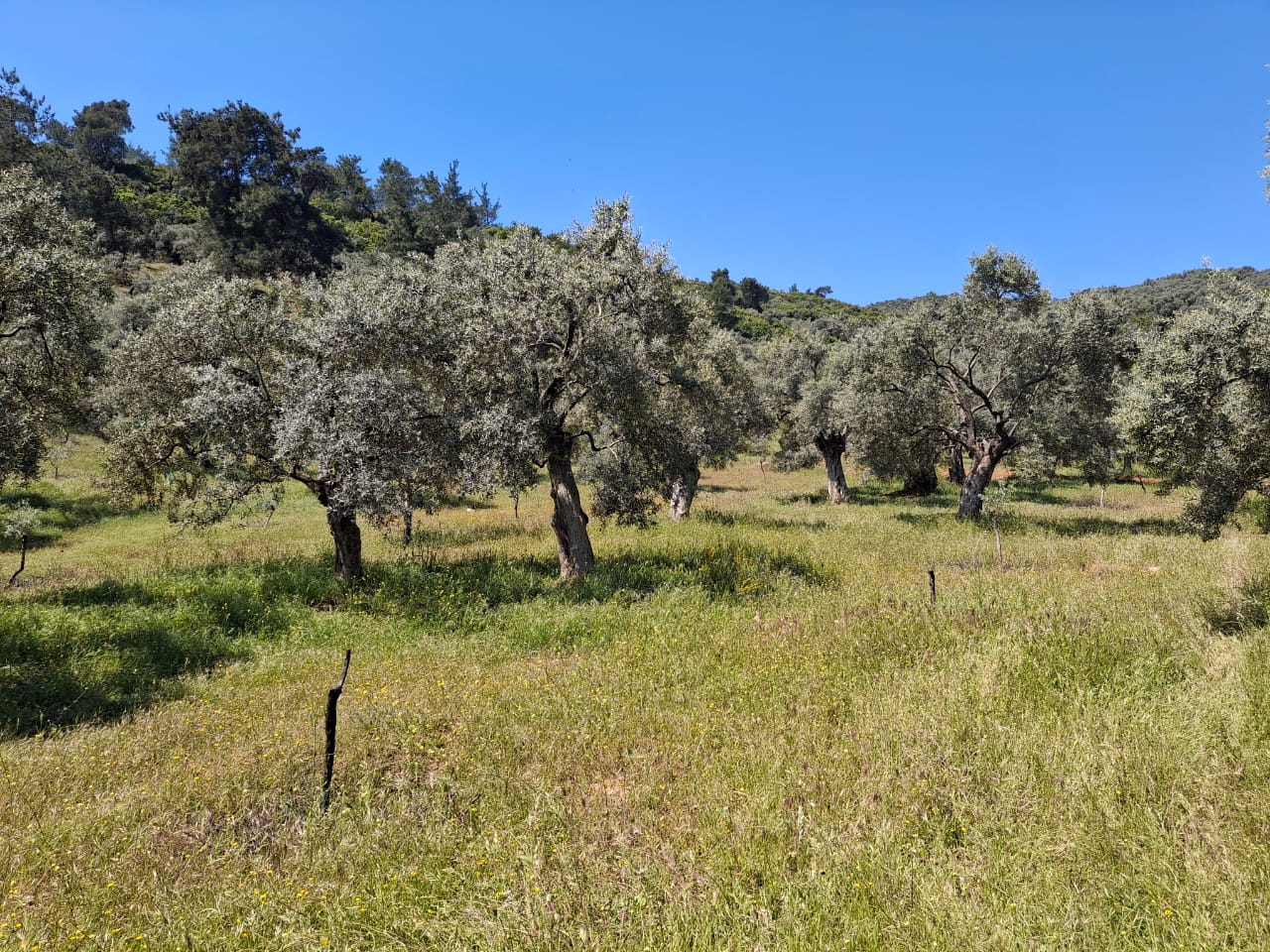 Home 8 Olive grove Izmir Lisa Paglietti FAO