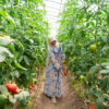 A farmer inspects ripe tomatoes in her greenhouse in the Fergana Region Uzbekistan