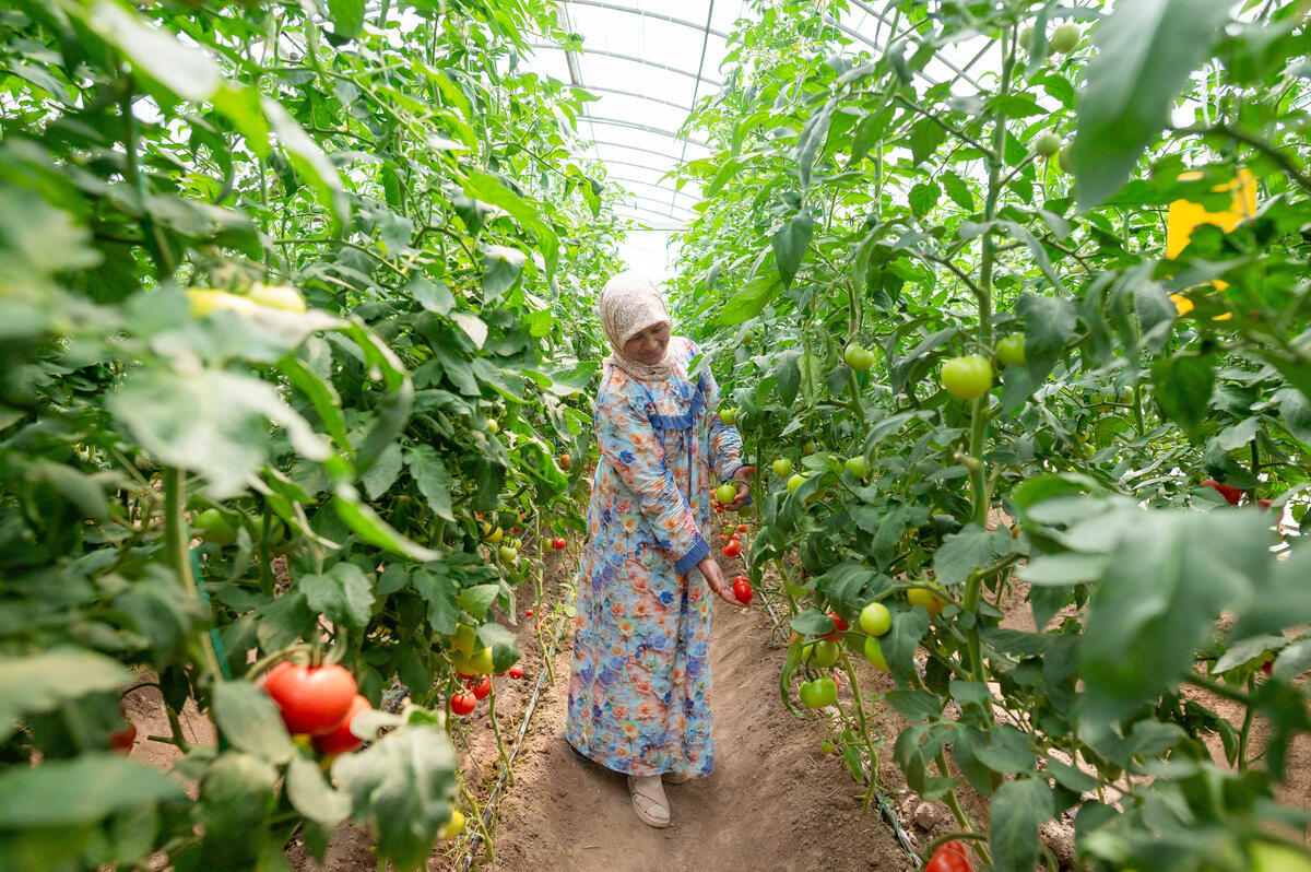 A farmer inspects ripe tomatoes in her greenhouse in the Fergana Region Uzbekistan