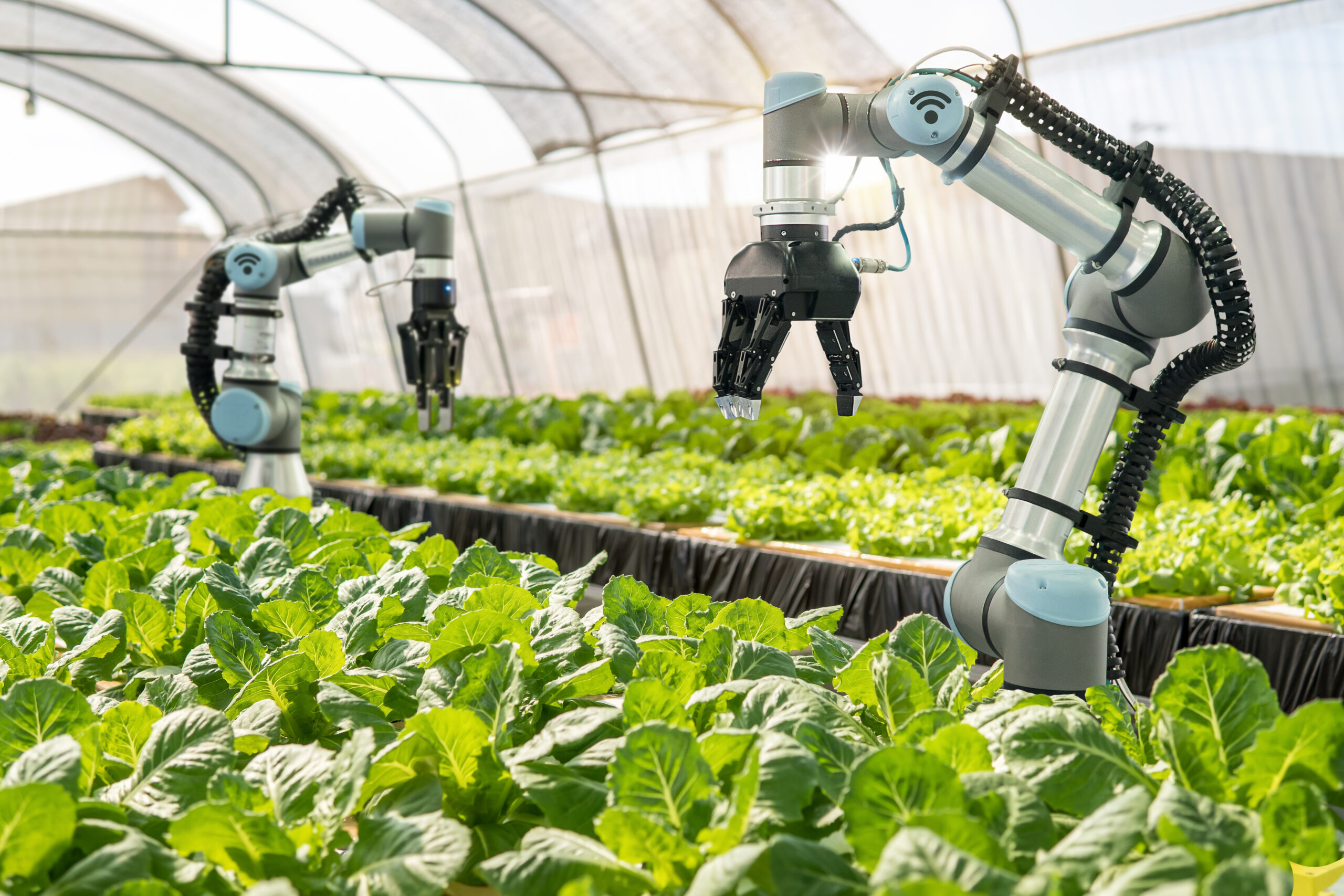 Smart farming agtech robotic arm harvesting hydroponic lettuce scaled